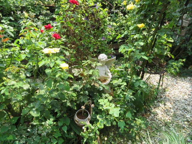 水やりの猛暑対策と孫との楽しい時間 ばぁばの薔薇の花園 楽天ブログ
