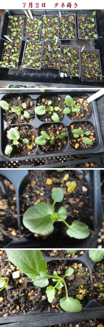 ７月２日播種のビオラ