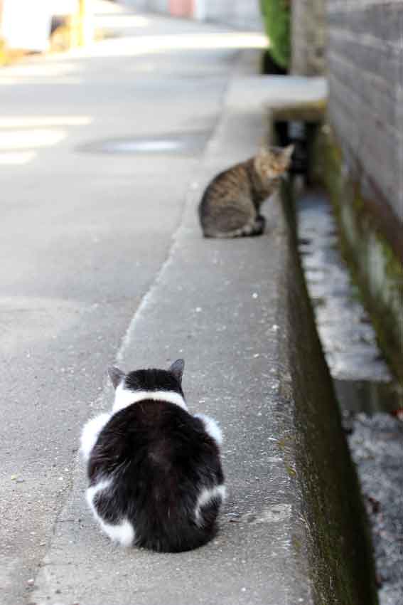 我が家のニャンコ♪2013/12/24-2