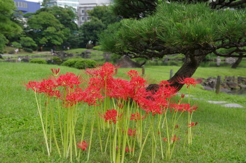 旧芝離宮恩賜庭園にて