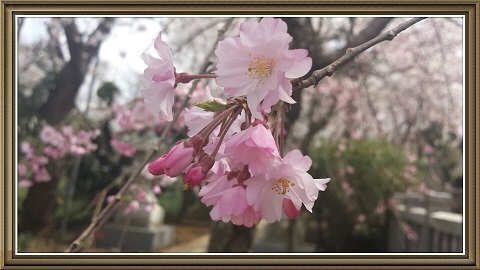 h26.3三咲神社のしだれ桜３.jpg