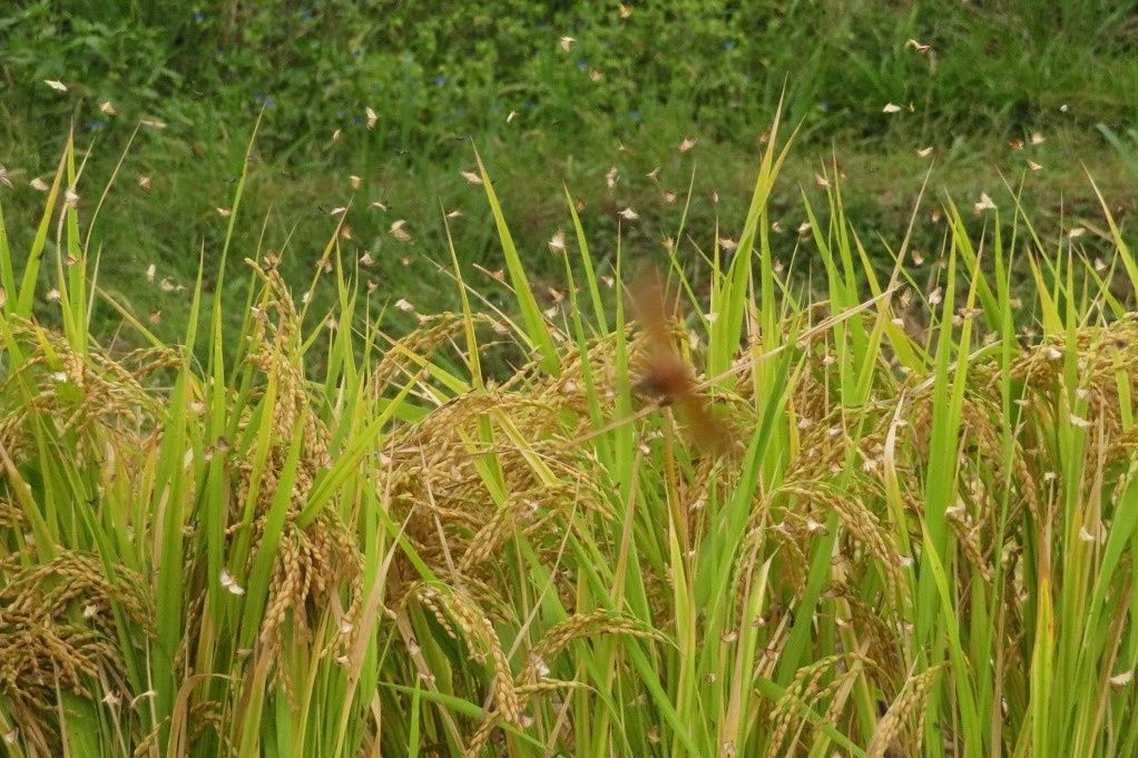 465