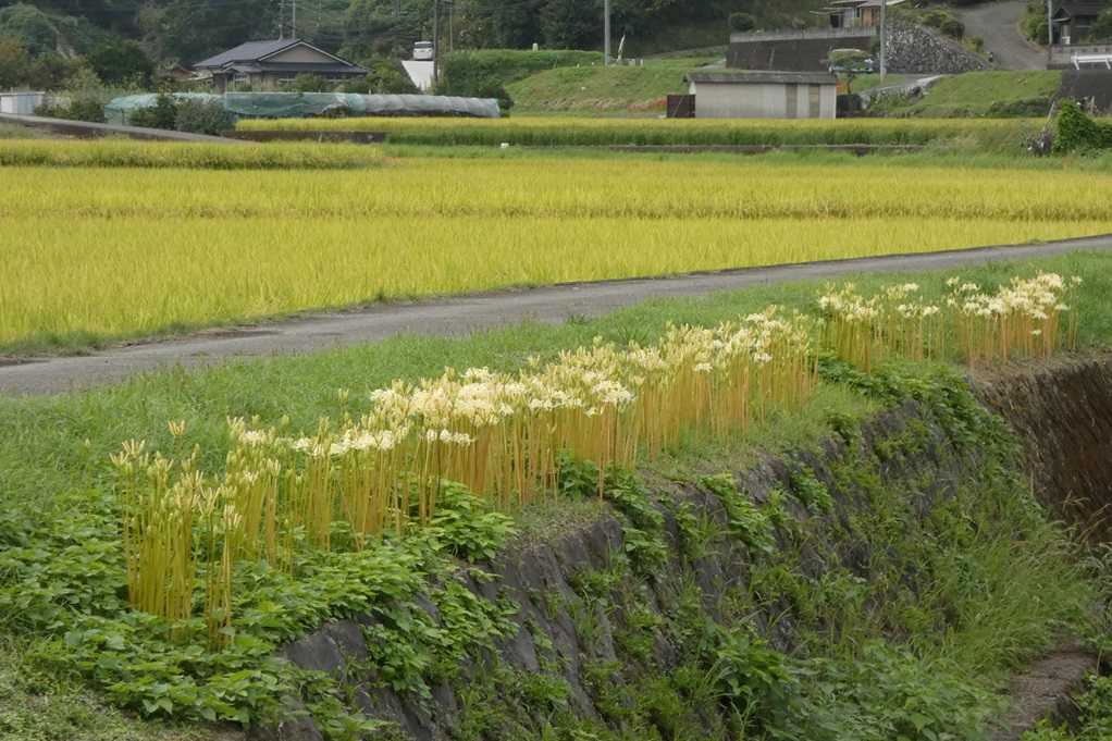 515
