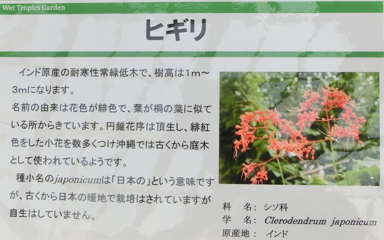 京都府立植物園で見た花 ヒギリ アンスリウム ベニウチワ だい のひとりごと 楽天ブログ