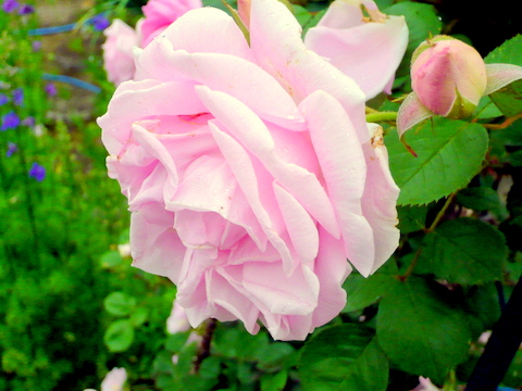 バラの花その横顔