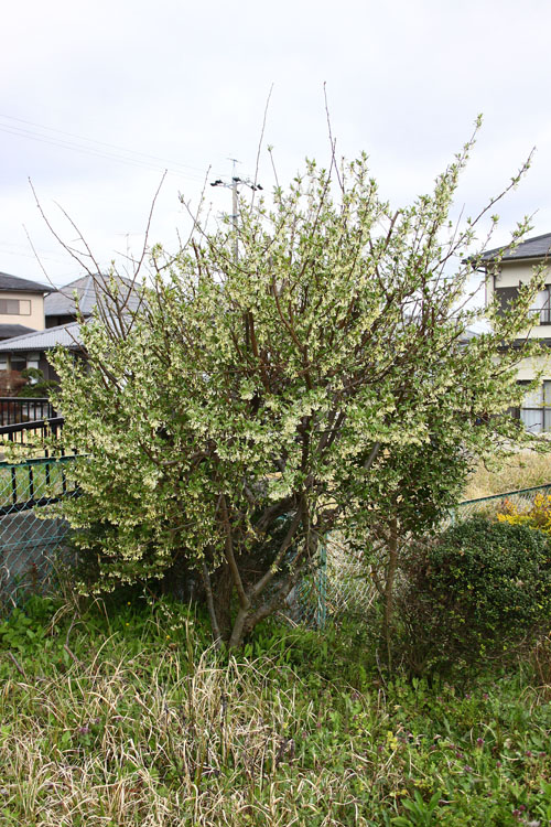 グミ　28.4.11-4_edited-1.jpg