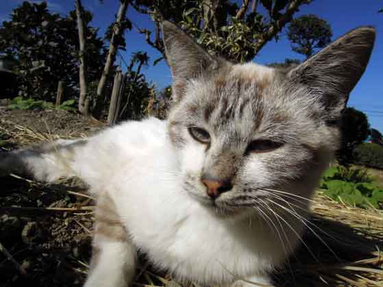 我が家のニャンコ♪2013/11/28-3