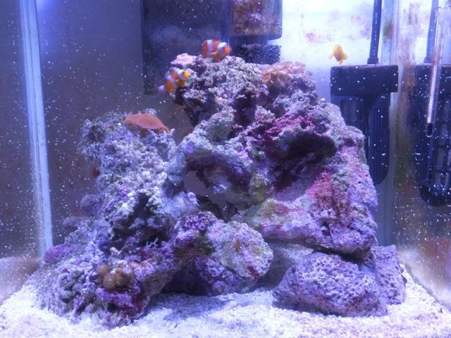 サンゴ入門種 再び うどんの国からみかんの国へガタンゴトン 楽天ブログ