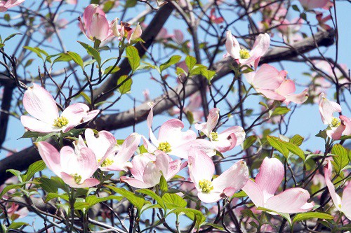 ベニバナハナミズキ(紅花花水木)