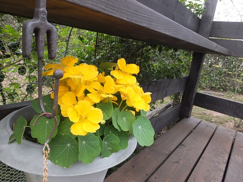 ナスタチューム