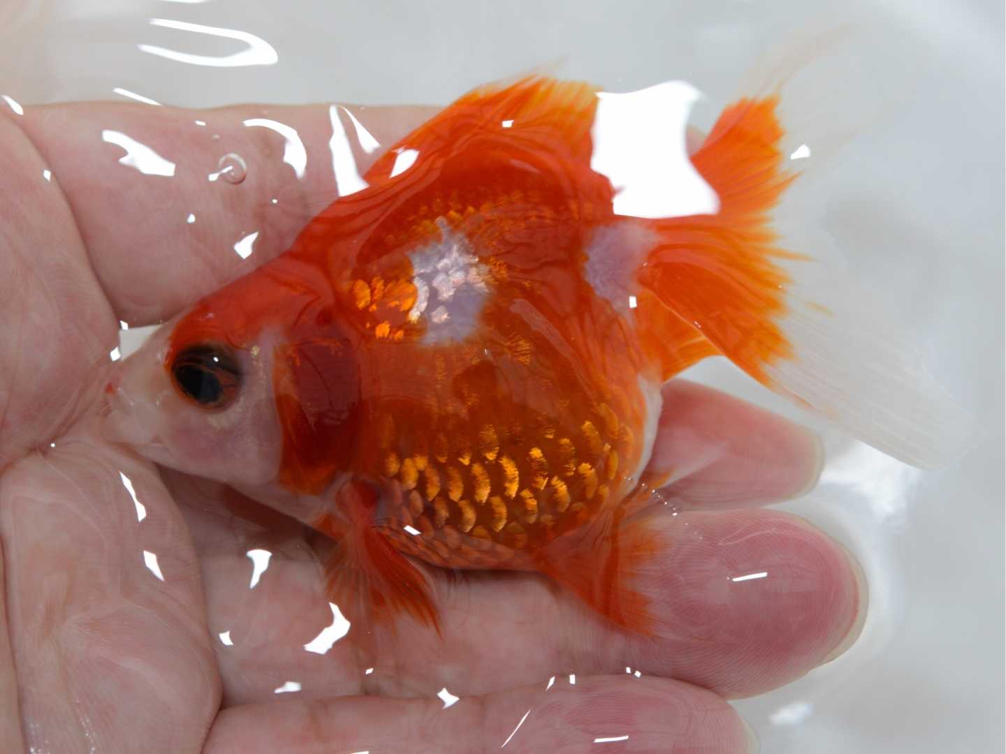 入荷情報 佐賀金魚専門店 花咲くじっちゃま 楽天ブログ 入荷情報 佐賀金魚専門店 花咲くじっちゃま 楽天ブログ