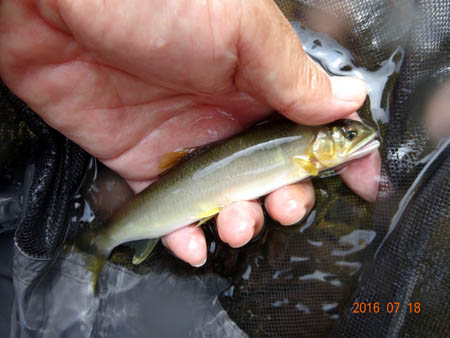 16.5cm.jpg