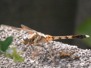 アカネ蜻蛉　8.14　2014
