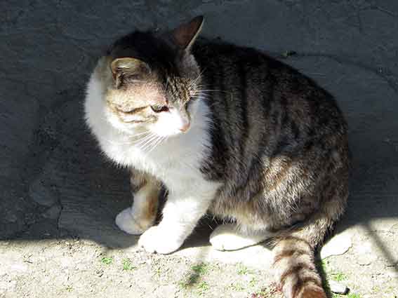 我が家のニャンコ♪2016/3/24-2