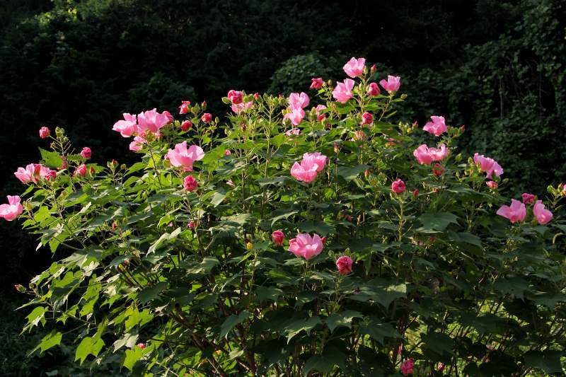 明日香の秋の花_08・酔芙蓉.jpg