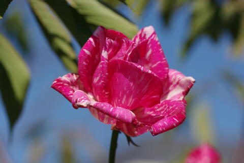 横浜イングリッシュガーデンの薔薇