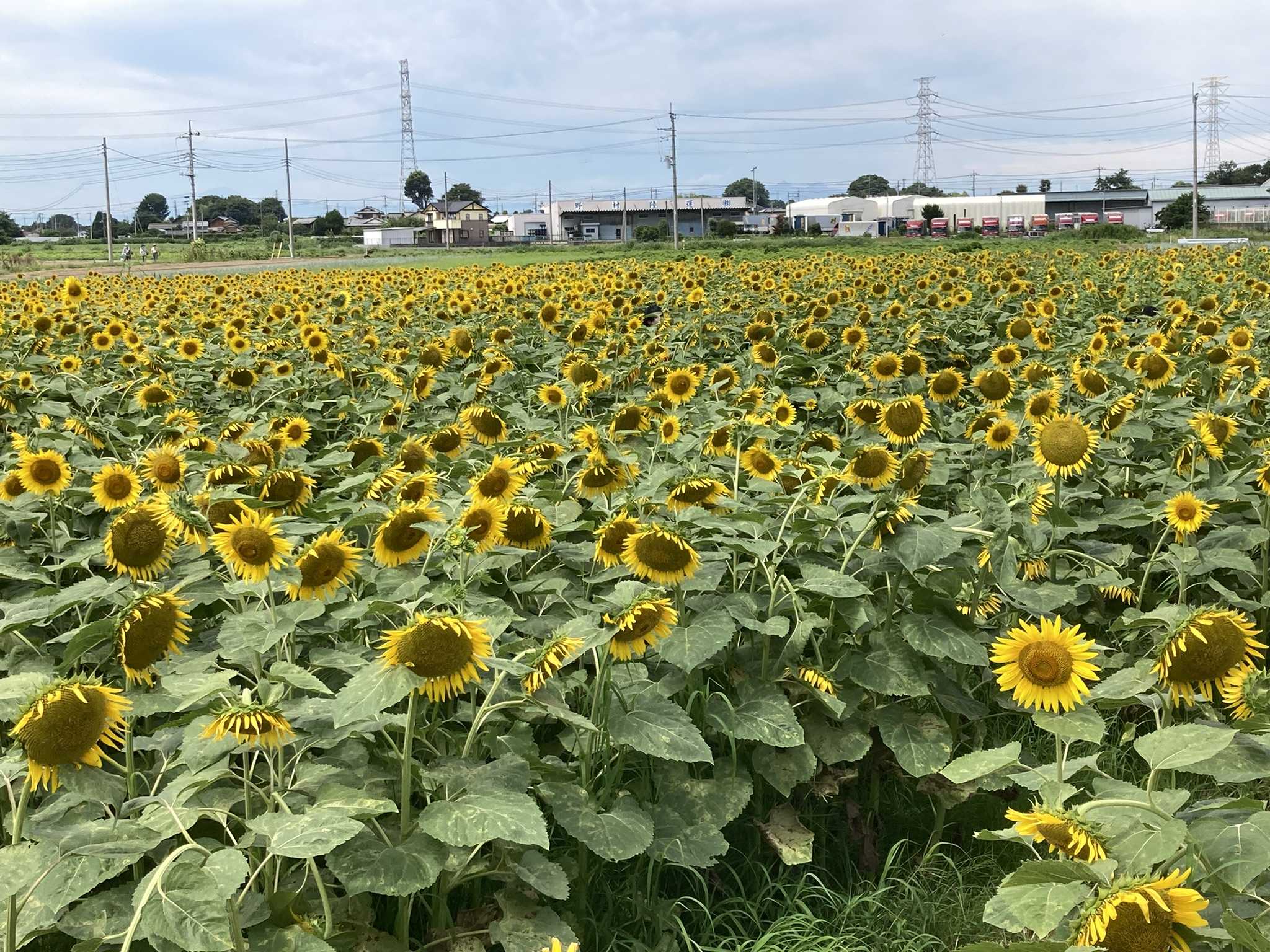 日々小さな幸せを感じて