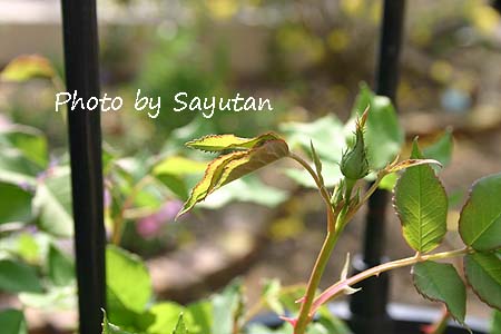 ラレーヌヴィクトリア