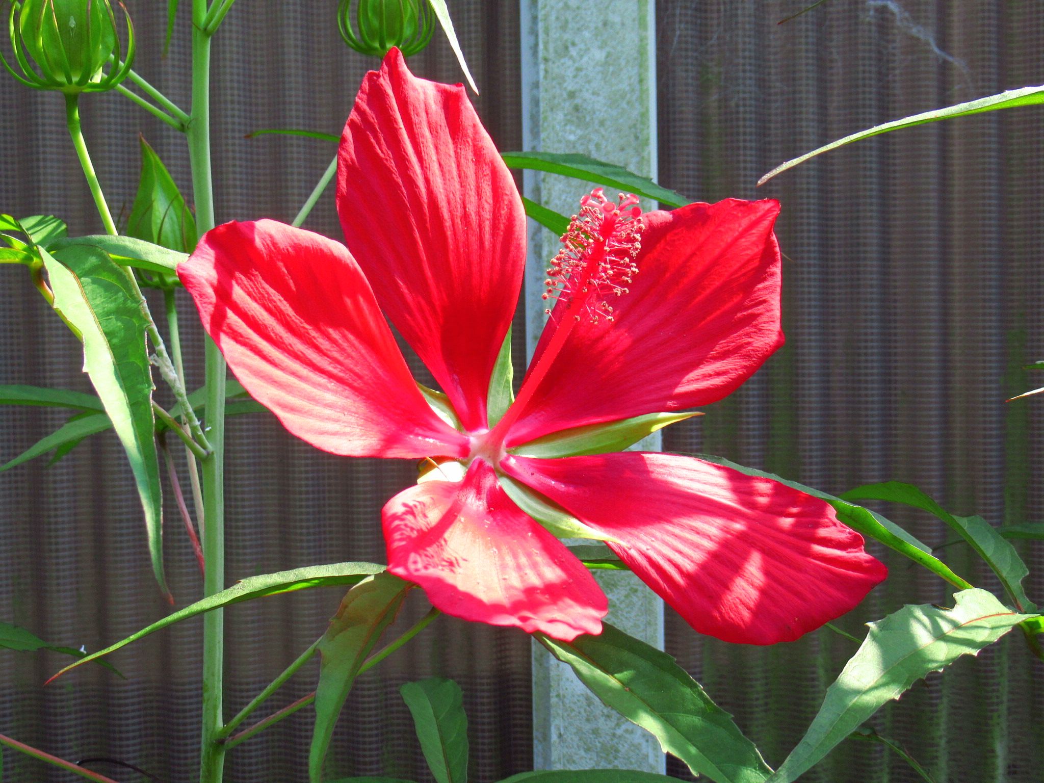 モミジアオイが咲いたよ ー かにゃかにゃガーデン 楽天ブログ