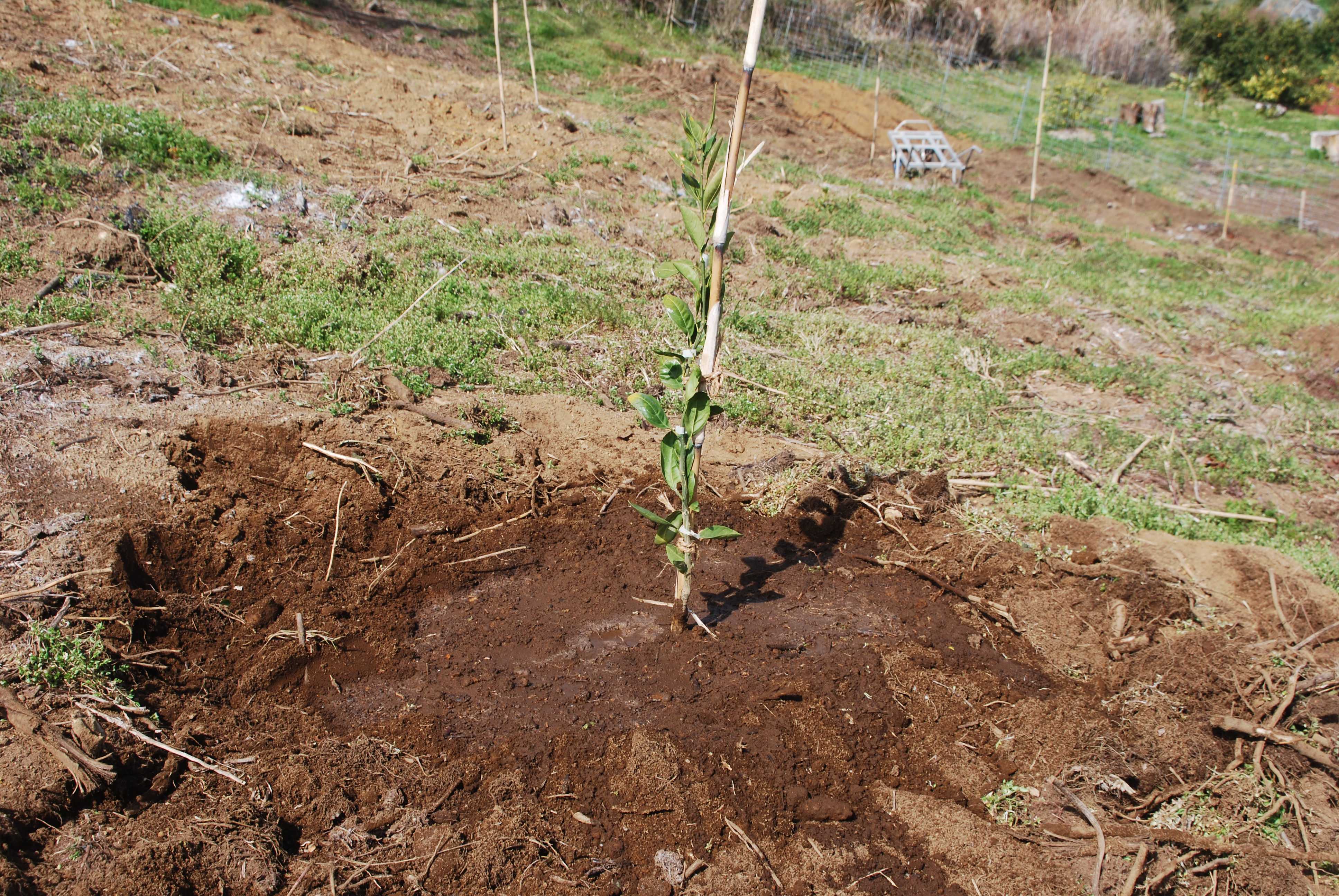 今日は みかんの苗木の植え付けに行ってきます みかんの木を育てる 四季の変化 楽天ブログ