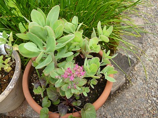 P1180625ss.jpg
