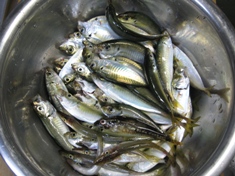8月14日 豆アジ