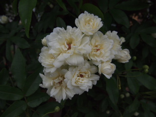 20120502 008.JPG