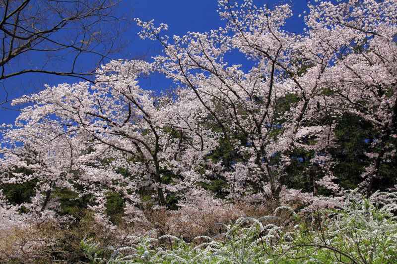 万博記念公園_005.jpg