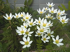 tamasu99.jpg