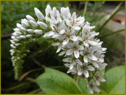 令和2年7月9日 岡虎の尾イナバウァーで曲線美 花の歳時記 天南星の魅力 山野草 楽天ブログ 令和2年7月9日 岡虎の尾イナバウァーで曲線美 花の歳時記 天南星の魅力 山野草 楽天ブログ