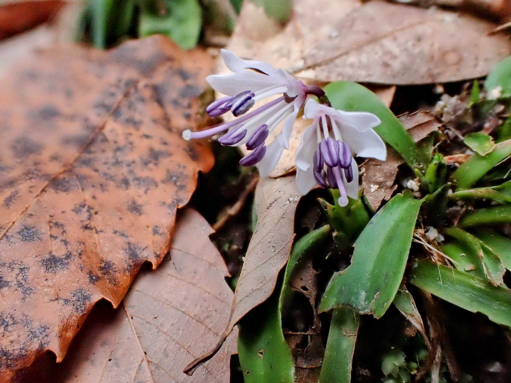 四王寺山 悠久の森 大原山 筑紫猩々袴開花 九州の山々 楽天ブログ