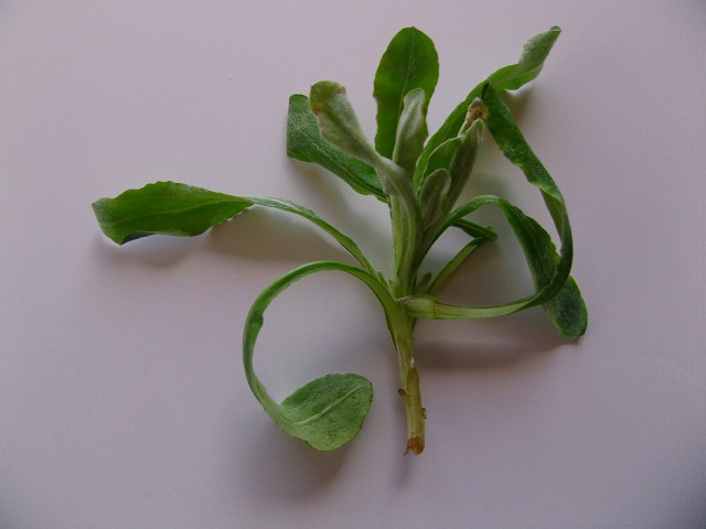 GEDC1564.jpg