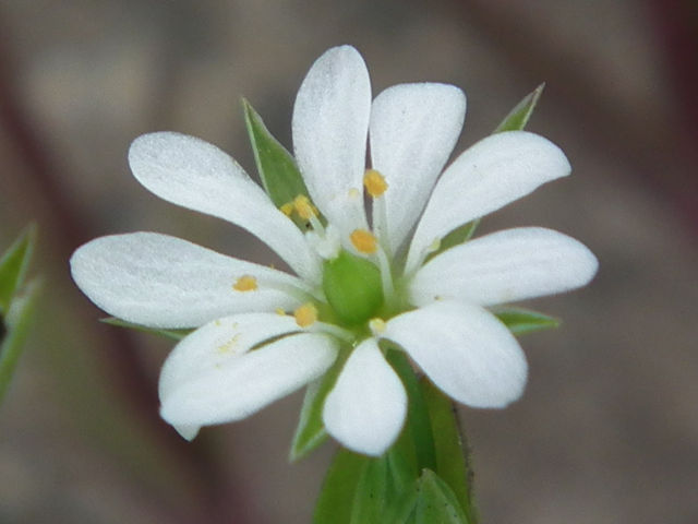 ノミノフスマ・松江の花図鑑