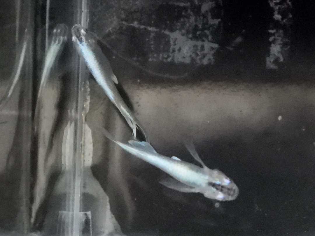 記事一覧 がんばメダカ 長崎わっしょい 楽天ブログ