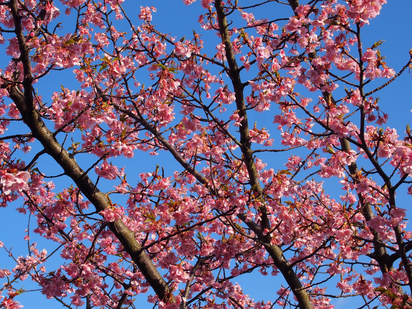 三浦海岸　河津桜