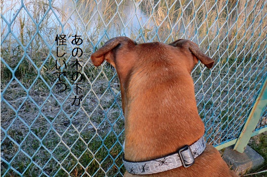 木の下が怪しい