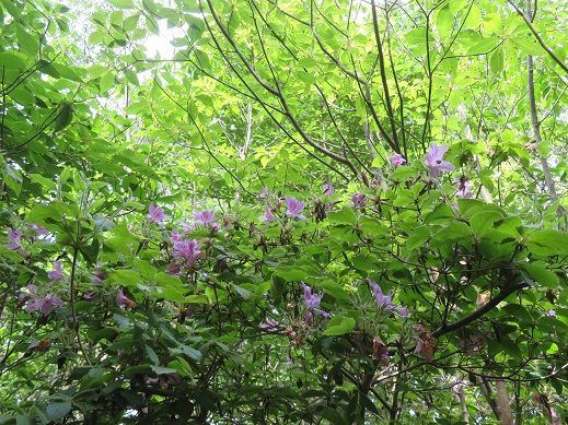 寧比曽岳・・・東海自然歩道がとおる山 | KIKIの山行き・・・ 山と山の花 - 楽天ブログ