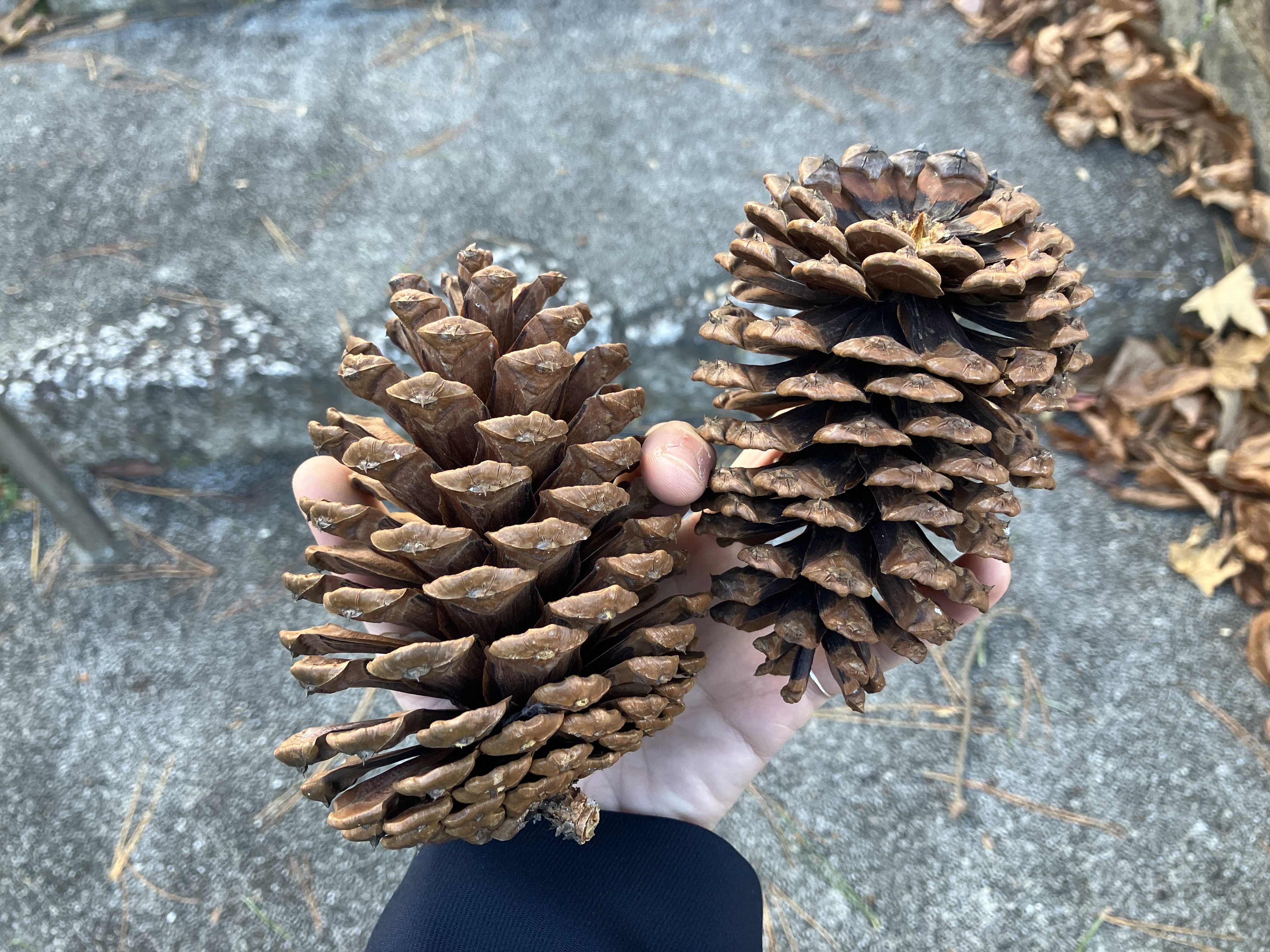 【希少】松ぼっくり ロサンゼルス　50年以上前　レア　大きい　天然物　植物　ロス デカ松ぼっくりと木の実展 アメリカ産植物見本園 | 今日は誰と会える