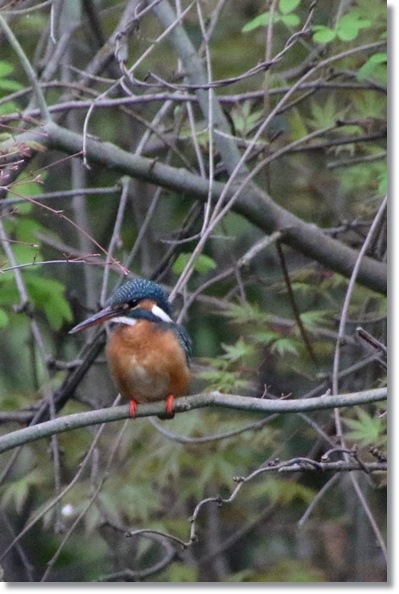 北部公園-10 カワセミ 16.4.10