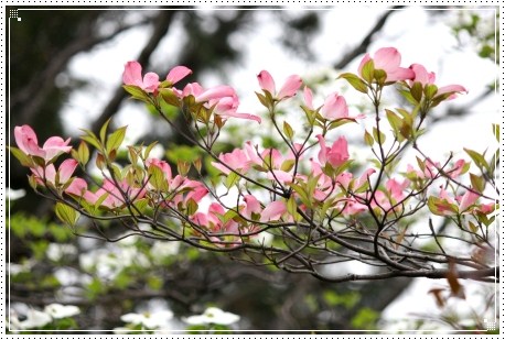 地場産-5 ハナミズキ-5 13.4.30