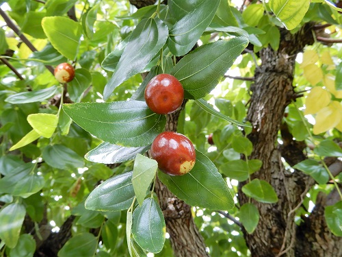 ナツメの実 (2).JPG