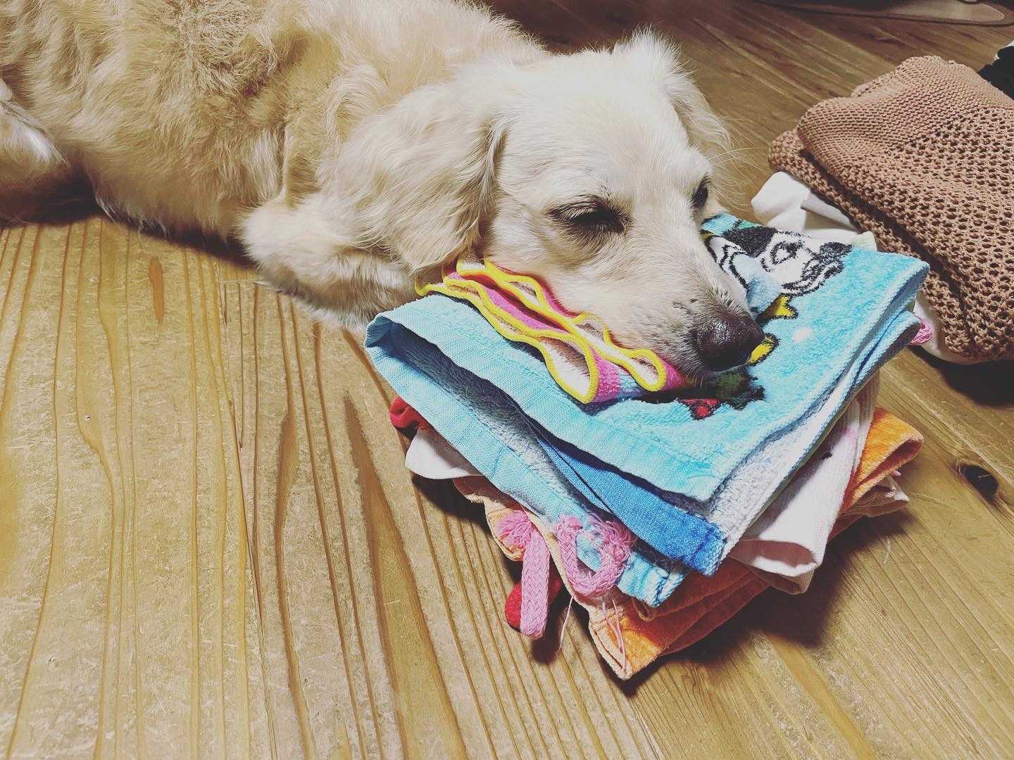 衣類好きな犬 | オリオンとの暮らし - 楽天ブログ