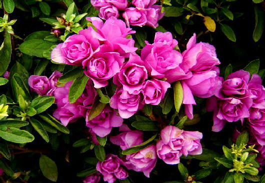 名も知らぬ花２