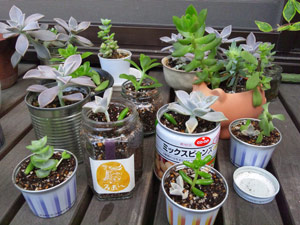 120729 多肉植物