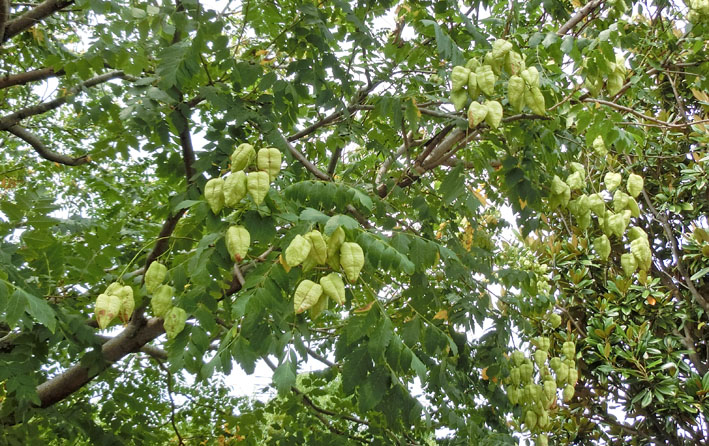 ｙ 栴檀葉の菩提樹 世界の四季を訪ねて一句 楽天ブログ