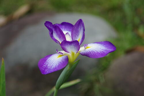 浜離宮恩賜庭園の花菖蒲