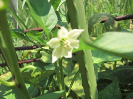 20150729-3.jpg