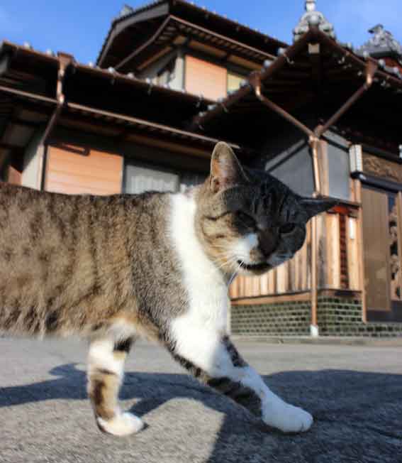 我が家のニャンコ♪2013/11/22-3