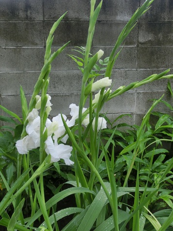 グラジオラス白