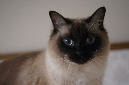 2014_0214ｵｵﾃﾝ､ﾏｶﾛﾆ0019.JPG